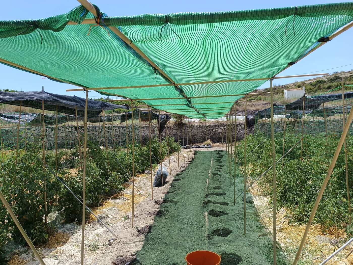Gigi's Farm