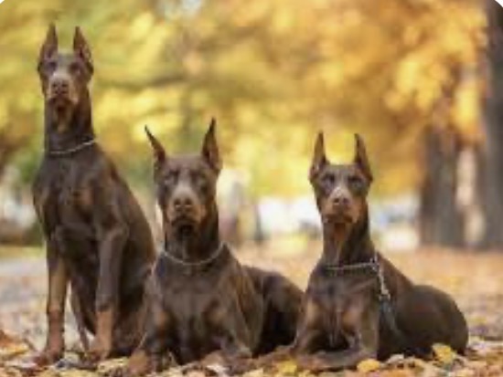 IMG_6468dobermann